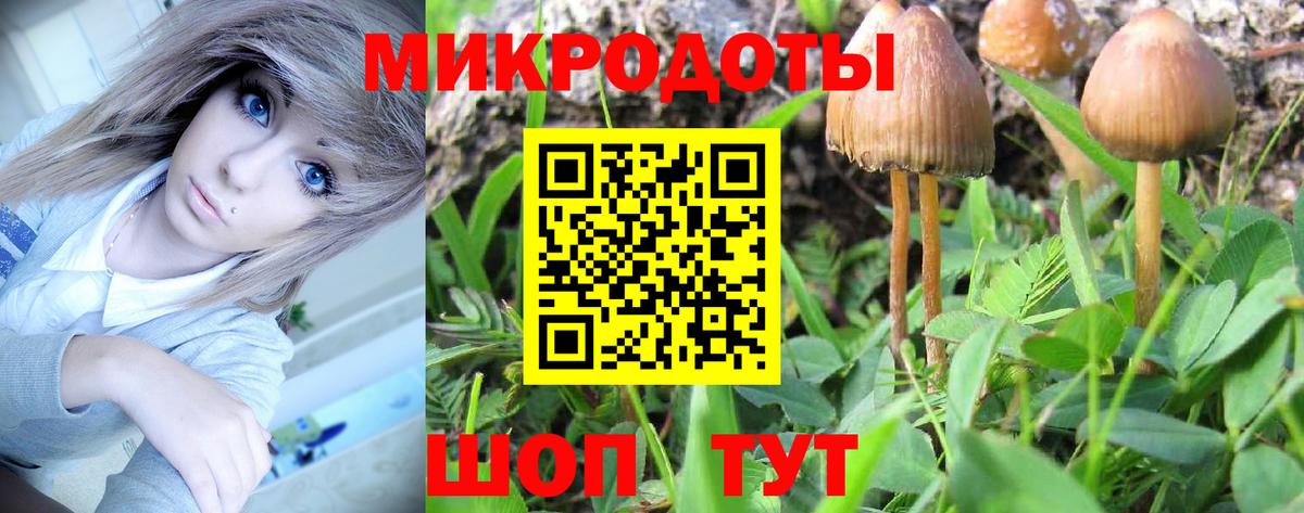 Галлюциногенные грибы Psilocybine cubensis Братск